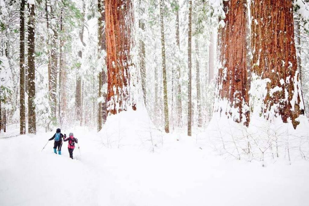 Sequoia Splendor, Inside Kings Canyon Np By Visitors Center Wilsonia Exterior foto