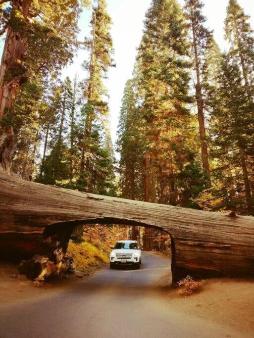 Sequoia Splendor, Inside Kings Canyon Np By Visitors Center Wilsonia Exterior foto