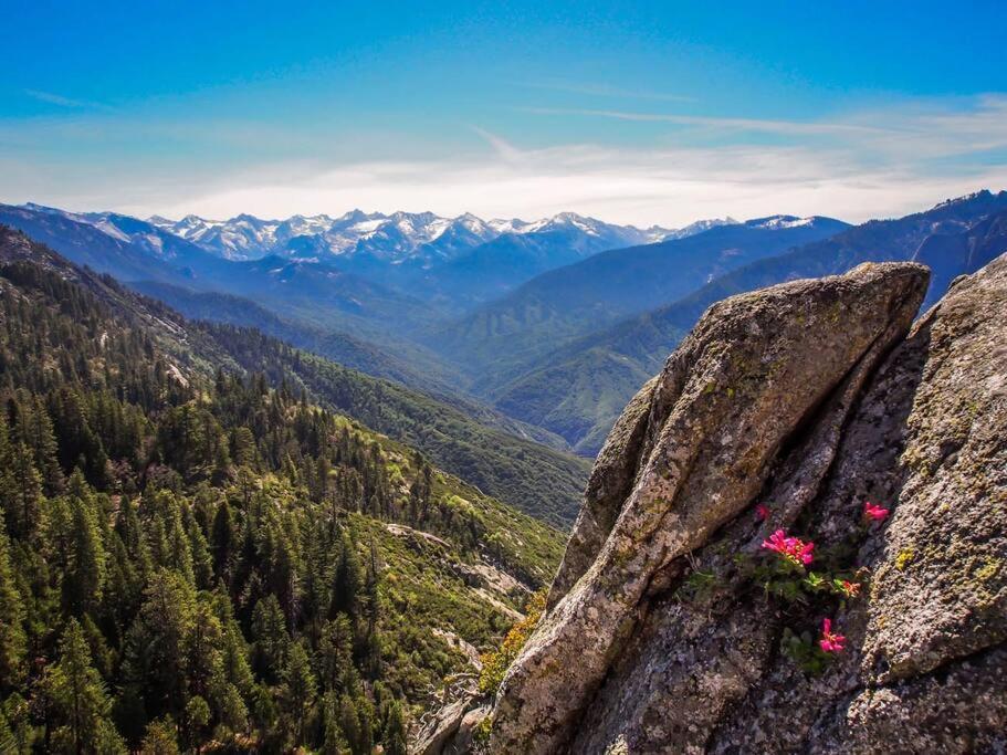 Sequoia Splendor, Inside Kings Canyon Np By Visitors Center Wilsonia Exterior foto