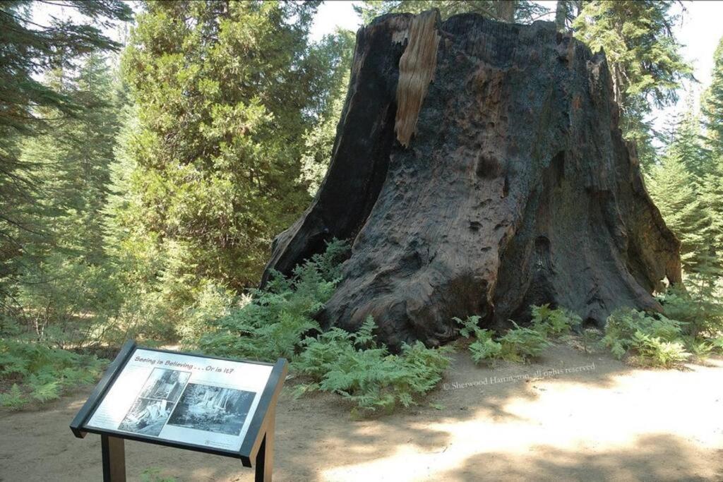 Sequoia Splendor, Inside Kings Canyon Np By Visitors Center Wilsonia Exterior foto