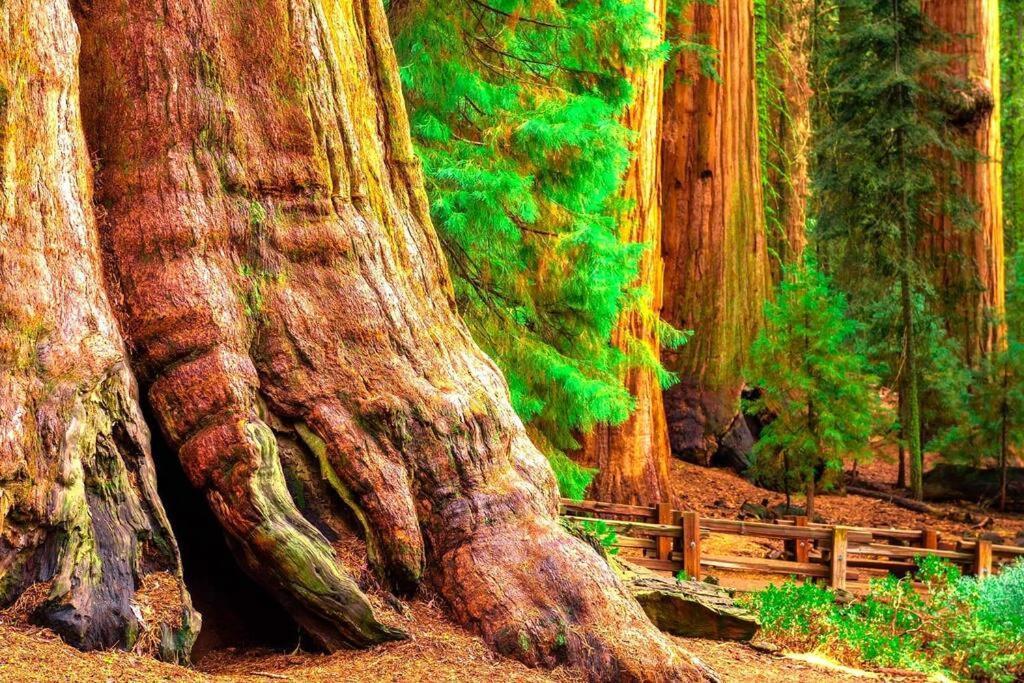 Sequoia Splendor, Inside Kings Canyon Np By Visitors Center Wilsonia Exterior foto